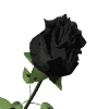 This example base64-encodes a GIF animation of a rose, then prepends the Data URL prefix, then adds a new line after every 16 characters, and finally disables GIF playback.