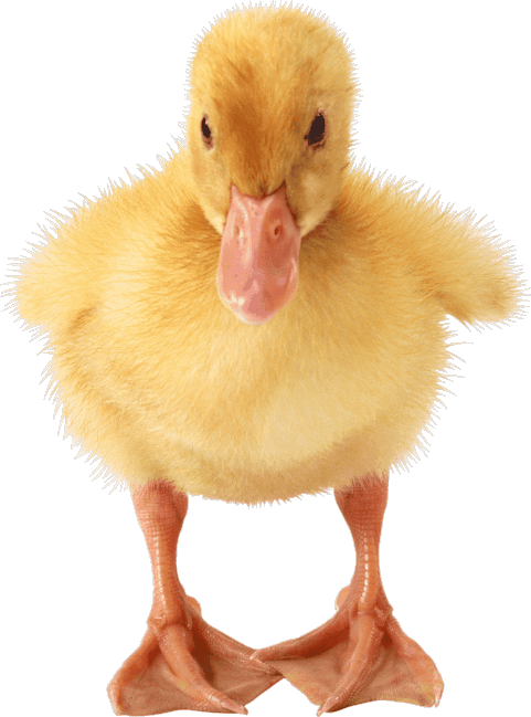 This example converts a transparent PNG of a duckling to a transparent GIF. It sets blue color as transparent GIF color.
